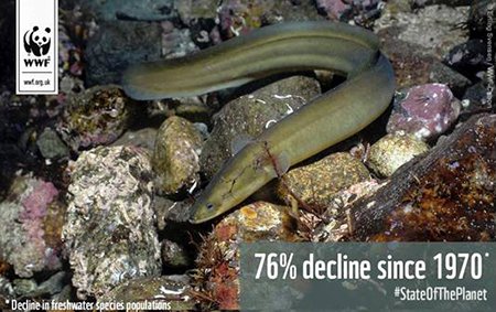 Sự suy giảm về quần thể loài trong môi trường nước đáng báo động